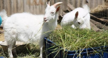 Kde začít, pokud se rozhodnete mít kozu na mléko a pravidla údržby